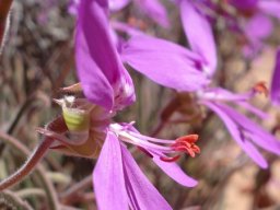 Pelargonium coronopifolium stamens